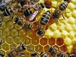 SAG deja las abejas a merced de plaguicidas peligrosos: mueren 30.000 en la Región del Maule