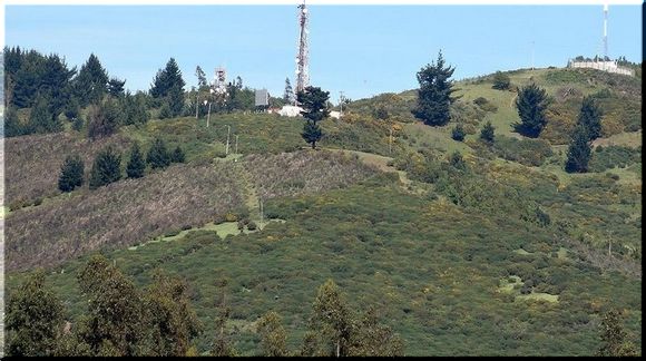 Recuperar y restaurar Cerro Conun Huenu y espacios públicos con flora y fauna nativa