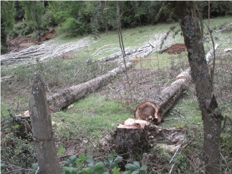 Denuncia  tala ilegal de bosque nativo y usurpacion de tierra indigena en Puquiñe, comuna de Lanco