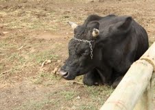 El Rodeo es un deporte criollo