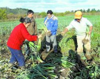 2 mil 600 familias mapuche recibieron asesoría técnica 
