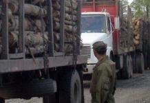Negocio forestal en Wallmapu: El sangriento saqueo del Territorio Mapuche 