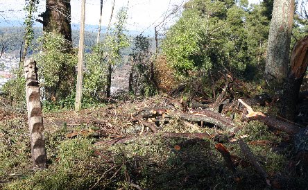 El convenio 169 y el cerro Colo Colo de Arauco
