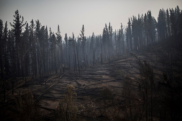 Incendios y modelo forestal, una estrecha relación