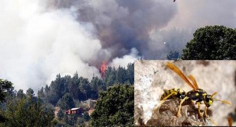 Plaga de la Avispa taladradora en las plantaciones y los Incendios