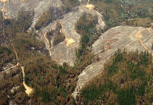 Cómo Pinochet garantizó el negocio de las forestales con el territorio mapuche