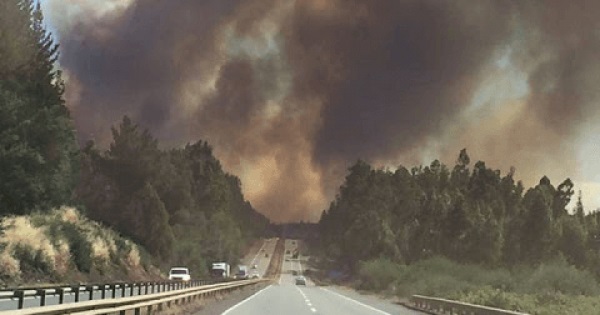Fin al decreto 701 que subsidia a las forestales