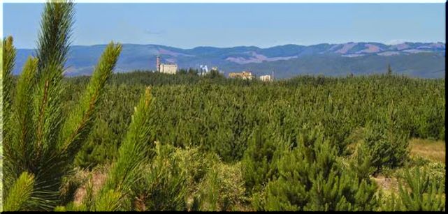 Escasez hídrica  plantaciones forestales en la Provincia de Arauco un informe develador e indignante