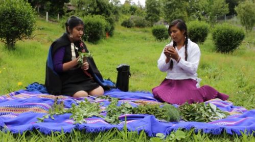 intercambio de saberes sobre plantas medicinales entre jóvenes mujeres Mapuche y Quechua