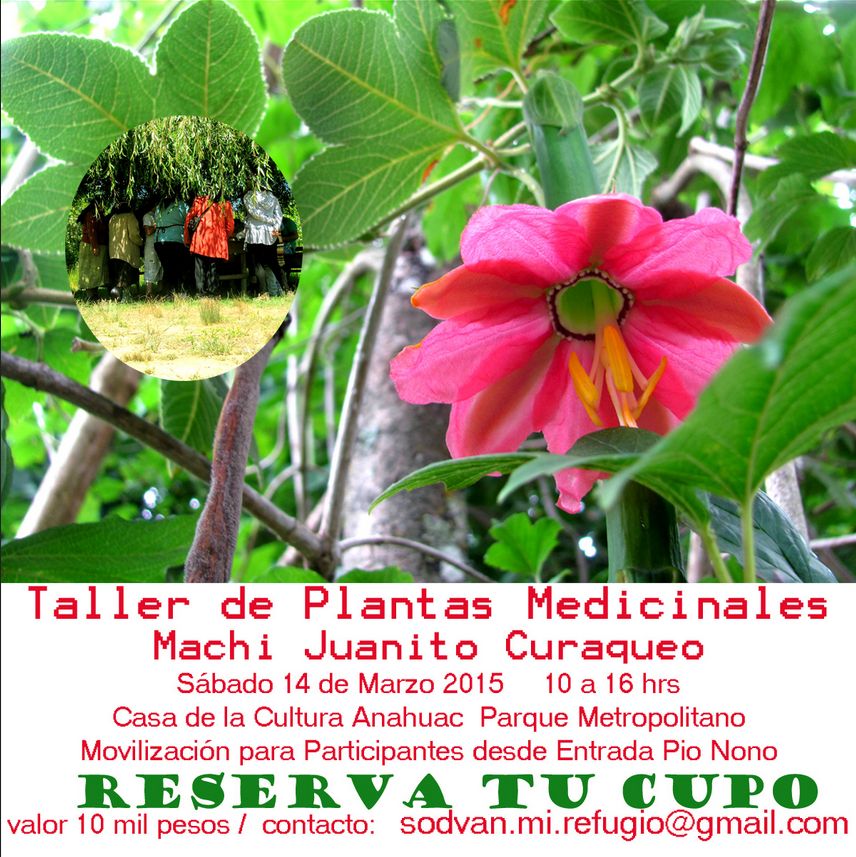 Taller sobre plantas medicinales con conocimiento ancestral Mapuche
