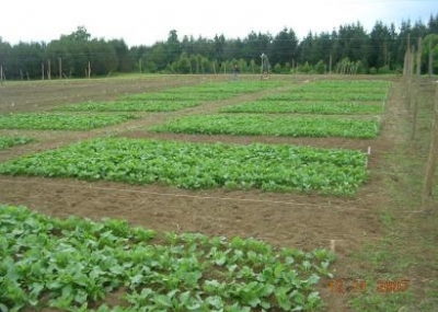 La "nueva semilla" mapuche que revoluciona el sector agrícola en La Araucanía