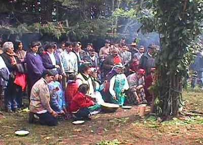 Tres Comunidades Mapuche de Lumaco comenzaron proceso de Recuperación Territorial de predio en poder