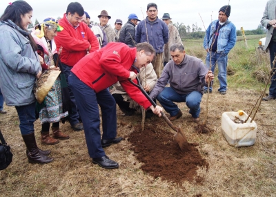 Comunidades mapuche de La Araucanía iniciaron cultivo del Avellano Europeo en Chile