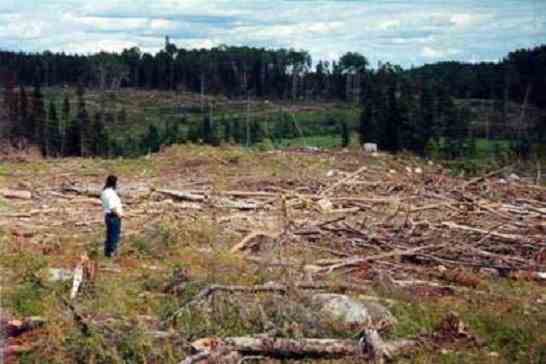 Organizaciones exigen liquidar decreto de fomento forestal y fin a los subsidios