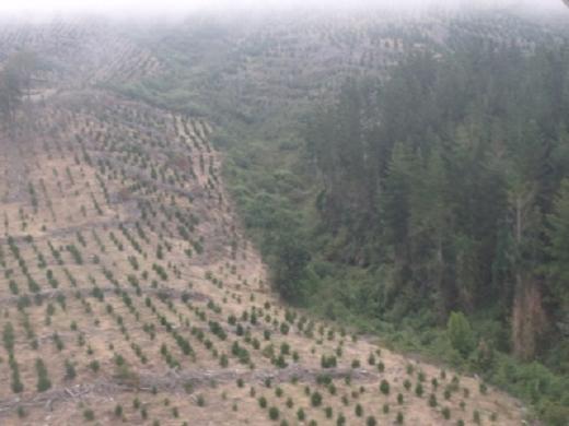 La Expansion de la industria Forestal es nefasta para la Vida de los territorios y sus poblaciones 