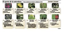 Huilliches crean el primer sendero de plantas medicinales