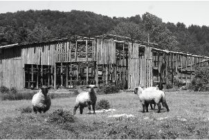 71 mil ha de tierras traspasadas a mapuches dejaron de ser comercialmente productivas