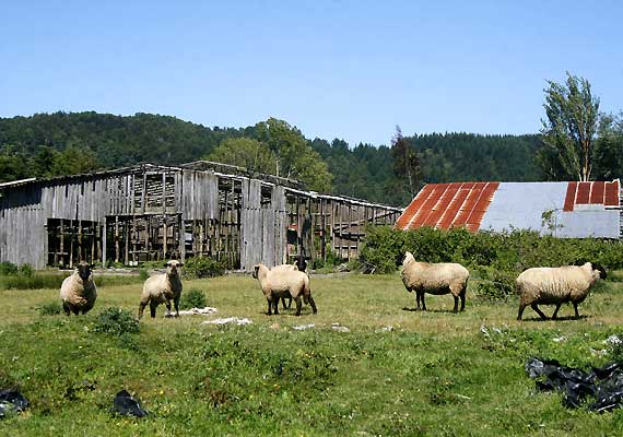 Más de 70 mil hectáreas traspasadas a mapuches dejaron de ser comercialmente productivas 