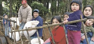 El trueque en Tirúa, la comuna donde todo se mueve por intercambio
