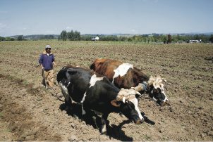 Con dos Áreas de Desarrollo Indígena se intervendrán zonas del conflicto mapuche