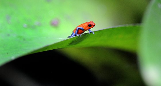 2010 El Año para Celebrar la Biodiversidad