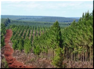 Organizaciones emplazan a parlamentarios por proyecto Ley Forestal DL Ley 701