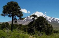 Bosque Nativo en Chile: Una extinción ausente de los informes oficiales