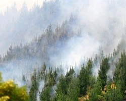 “Se está asociando mapuche, terrorista e incendio, es grave”