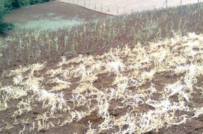 Dirigentes mapuche y agricultores afectados por la sequía anuncian marcha en Temuco