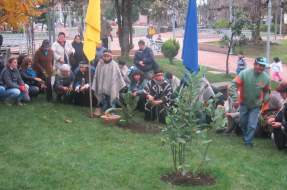 Asociación indígena de Los Ángeles planta araucaria en Plaza de Armas por año nuevo mapuche
