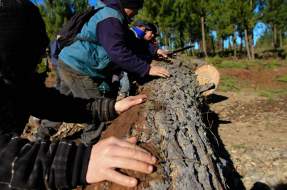 Mapuche mantienen por más de un mes la ocupación de predios en Ercilla
