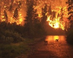 Las imputaciones contra mapuches por incendios es violencia del Gobierno