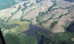 En 2013 Forestal Arauco tercera en ganancias a nivel mundial