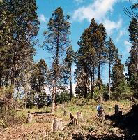 Otro reclamo mapuche 
