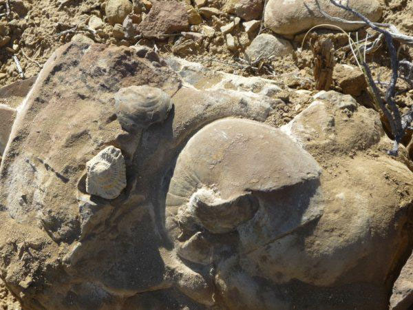Un bosque petrificado en tierras mapuches 