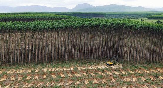 La mayor planta procesadora de celulosa de Latinoamérica