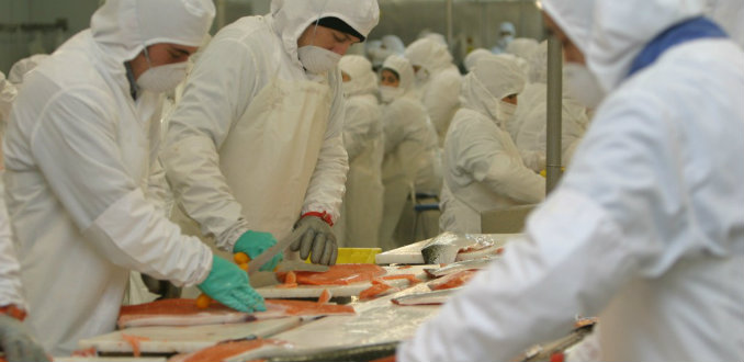 Crisis salmonera