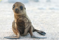 Chile: Alarma roja para los lobos marinos