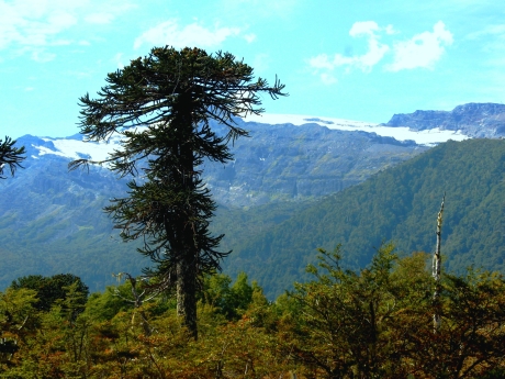 Relación con el pueblo mapuche se exhibirán en Puerto Montt