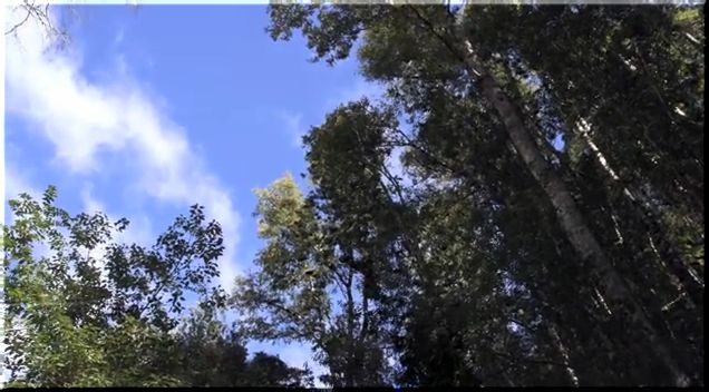Frutos del bosque nativo en tiempos de Rimü: Alimento, medicina, energía y saberes ancestrales 