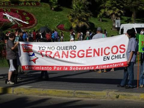 Alerta: podrían dar  chipe libre al pino transgénico, como en Estados Unidos