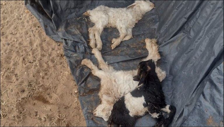 Animales muertos