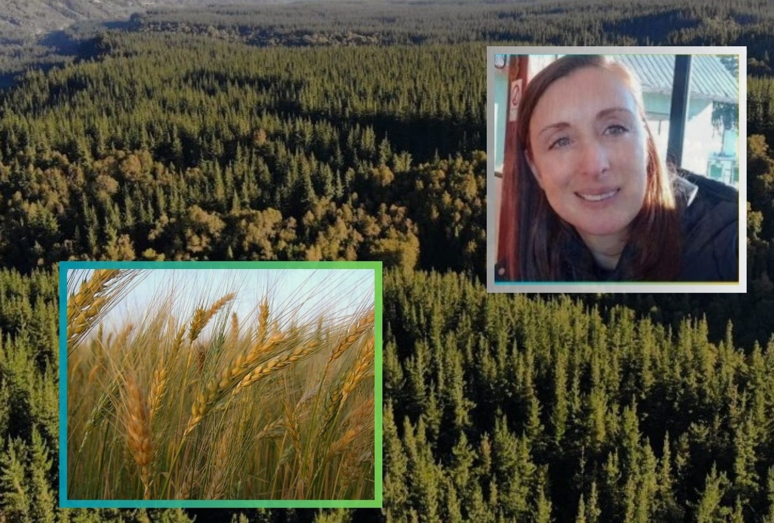 Los grandes agricultores siguen apostando por el monocultivo sin innovación